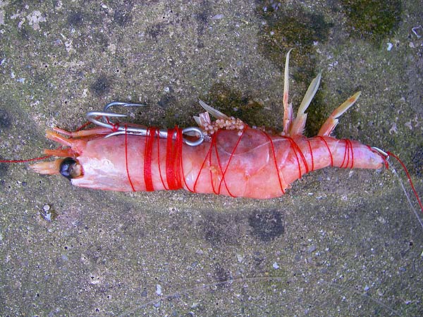 I use plenty of thread so that the bait doesn't come loose.