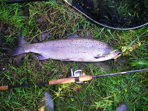 A nice fat salmon, jaw hooked on the debarbed treble and ready to go back.