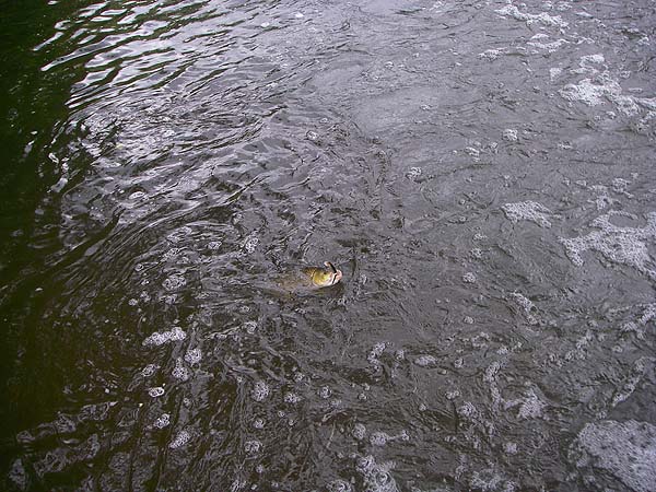 Our first view of Ben's first ever chub and a cracking fish it was.