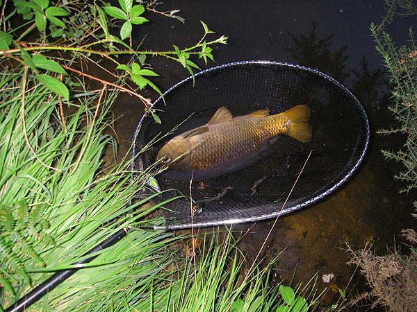 I needed the flash to get a picture in the dim light.