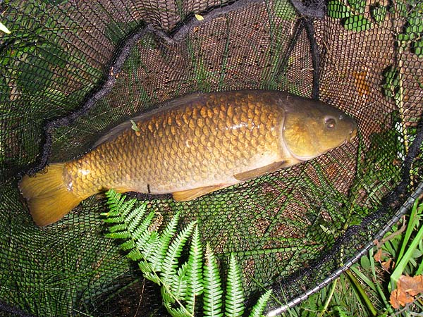 I slid it ashore, snapped it and slid it back into the water.