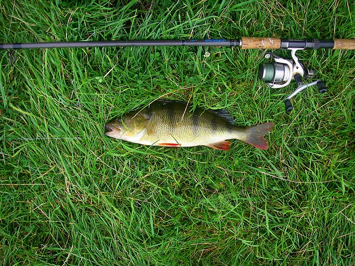 At three pounds plus this was a nice fish and just what I wanted to catch.