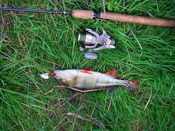 Richard had quite a few perch on his spinner and on small plugs.