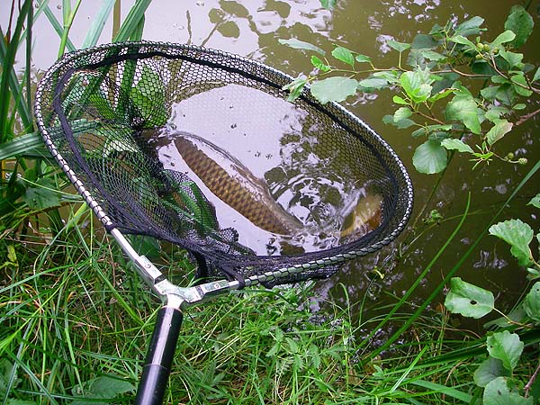 My second fish in the net.