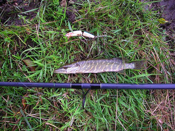 The lure's only 7 centimetres so you can judge the size of the pike.