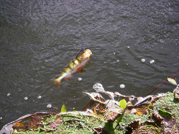 The fish hung on while I took the camera out (I expect them to wriggle off while I'm messing about..