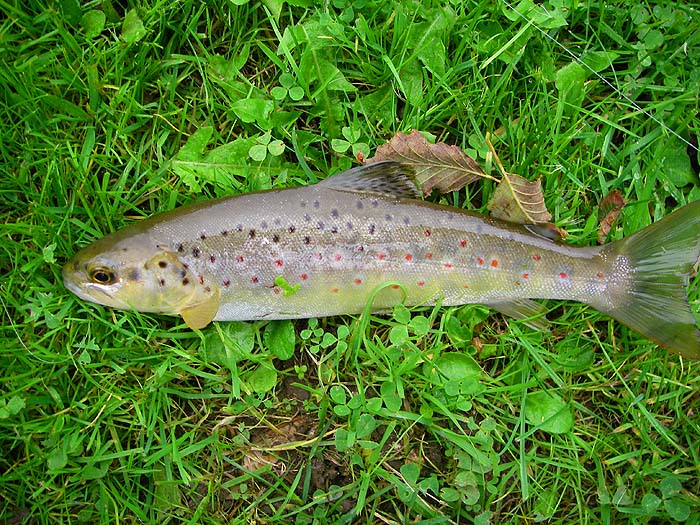I had a few trout of this sort of size.
