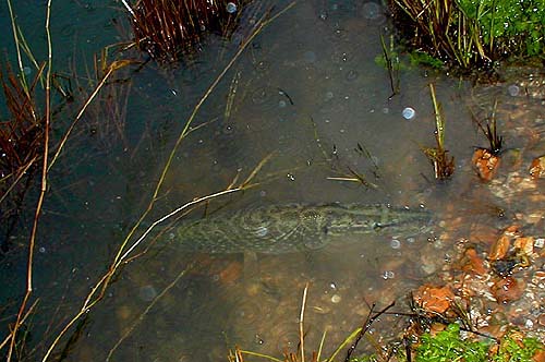 The pike did not swim away for almost a minute so I took another picture.
