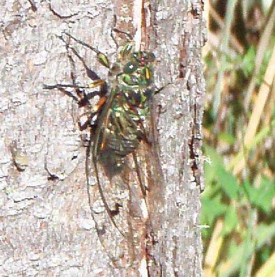 These are what I call trout food.