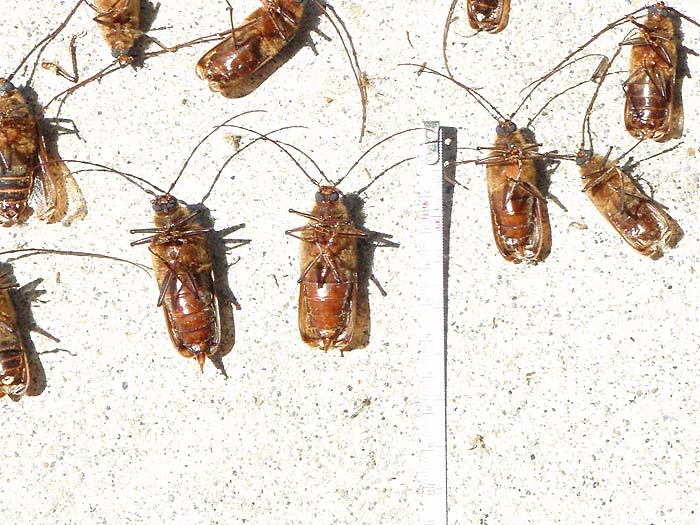 - and these are the real McCoy. No point using a blue winged olive or even a mayfly when these jobs are hatching.