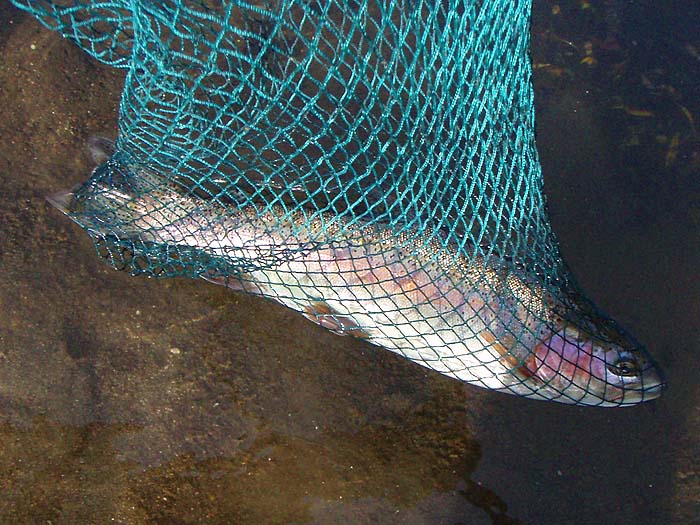 Three-and-a-half pounds of wonderful fish.