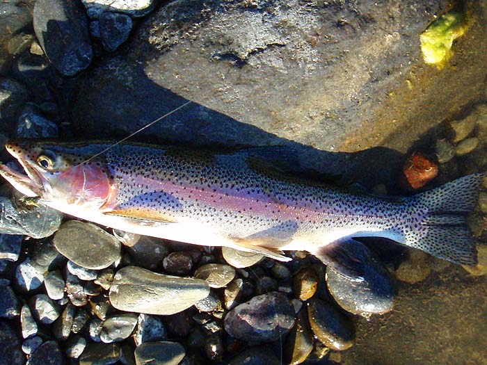 A three pounder with the cicada fly still in its mouth.
