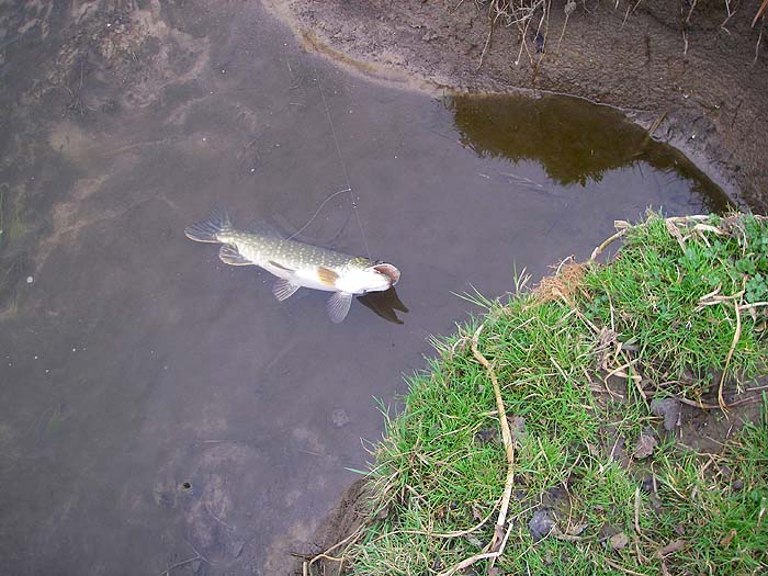 A small fish on my simple paternoster gear.