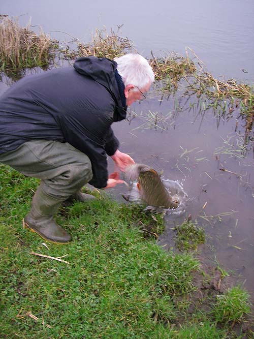 A bit faster than I wanted but it's not easy to keep a grip on a writhing twenty pounder.