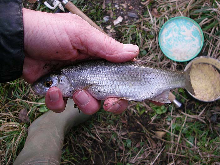 No bigger than my roach but things improved as I fished on.