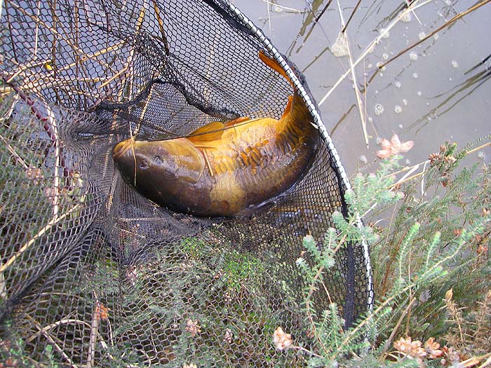 My hard won carp is in the net.
