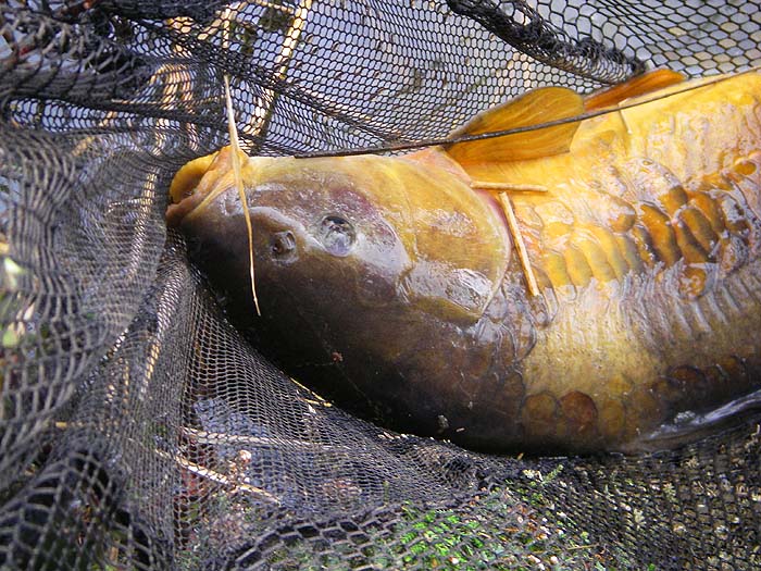 With the hook still in its lip. It never ceases to amaze me how these barbless hooks stay put during the struggles of the fish.