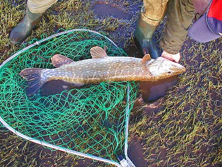 What a cracking pike - all ready to be returned.