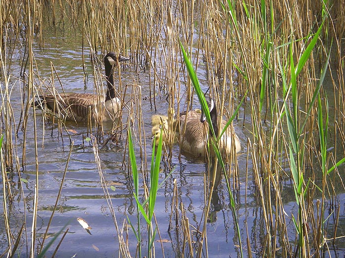 Canada geese are now established and breeding pretty well everywhere.