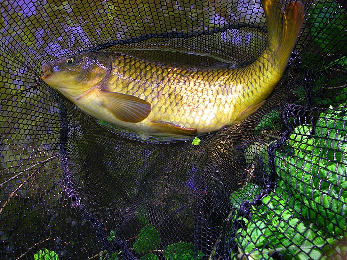 Only a smallish fish but in good nick and nciely coloured.