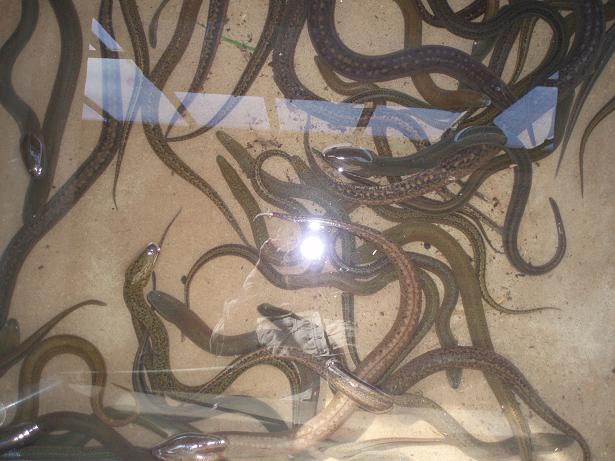 These live eels were each up to a metre in length.