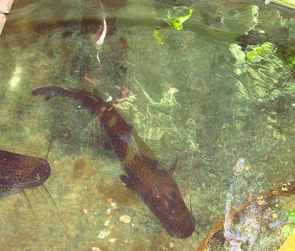 These wonderful metre-long catfish were in an ornamental pond at a place where we stayed..