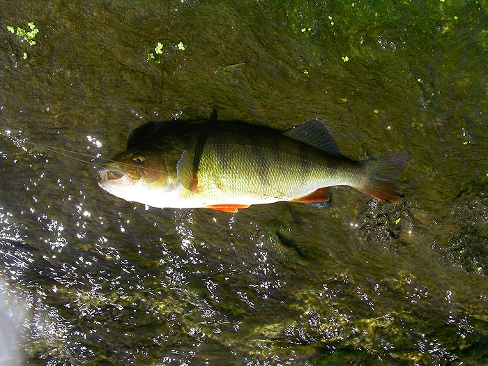 Unusually this perch was hooked inside the mouth.