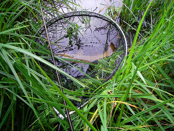My first carp's in the net.