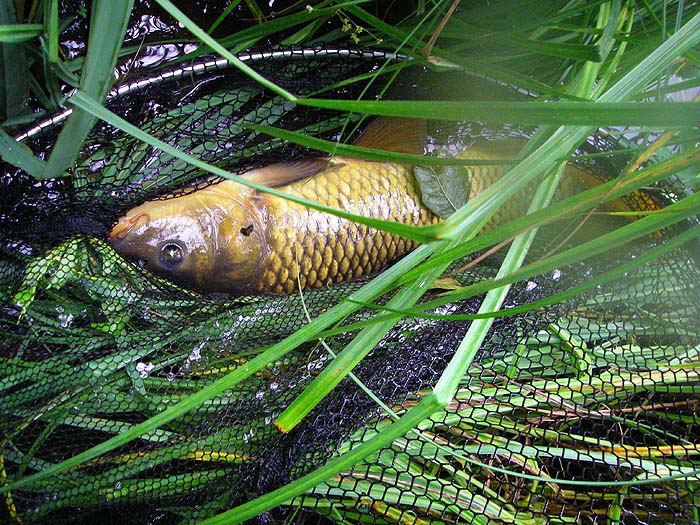 I slide the fish ashore. Click!! and back it goes.