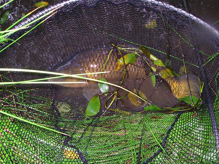 Another nice common somewhat bigger than the first.