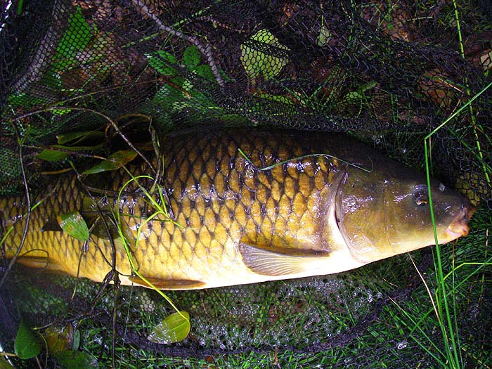 - and roll it back into the water, weeds and all.