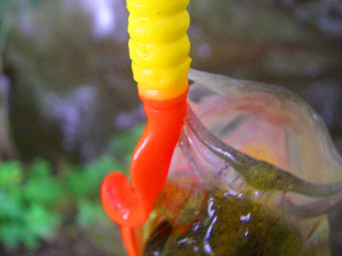 The hook rides upwards because of the jighead and often catches in the top lip or the scissors.