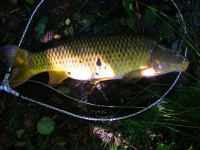 Over twenty pounds of carp in mint condition.