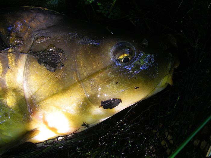 As yet these strong, barbless hooks have never let me down but they usually fall out once the fish is in the net.