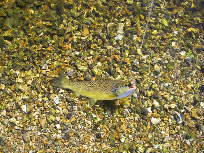 Trout are ready takers of small plugs in shallow gravel runs.