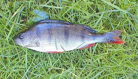There are relatively few perch in the River so catching one is unusual.