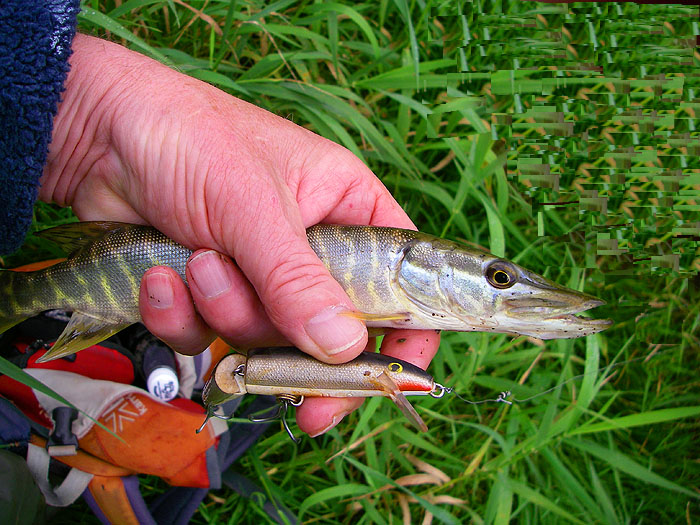 This fish, not much bigger than my lure, was all I managed to winkle out from deep, slow flowing, dirty water.