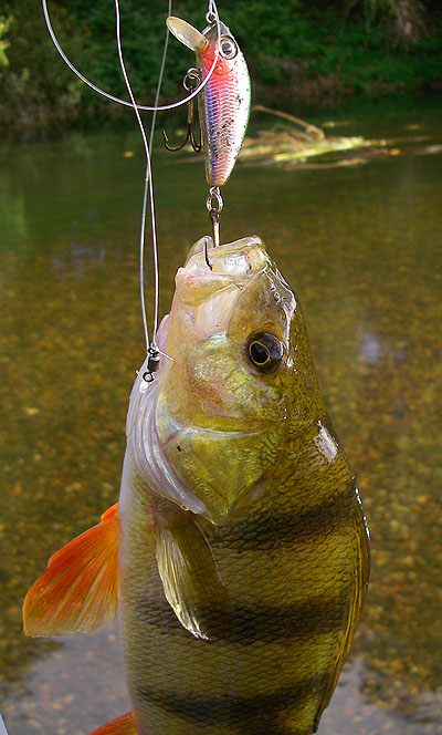 The trebles on the lure are too big but I wouldn't trust them with a big fish - must get some stronger, smaller ones.