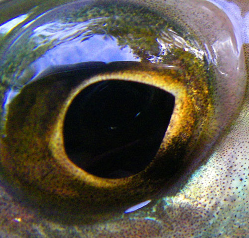 I've shown pictures of a grayling's eye before but the tear-drop shaped pupil is amazing.