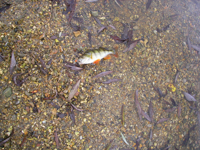 The fish chased the little plug all over the place.