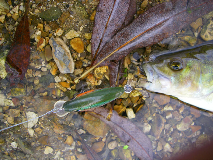 The usually nip at the tail of the lure and hook themselves on the back treble.