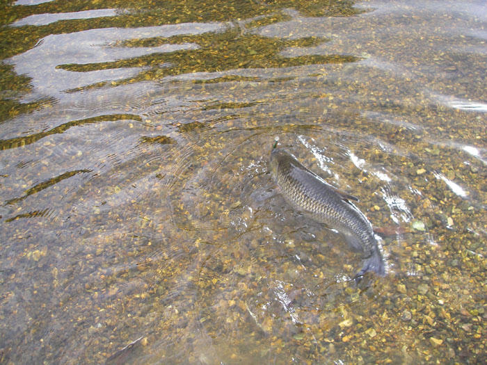 The lure had to be pitched right up against the opposite bank to induce a strike.