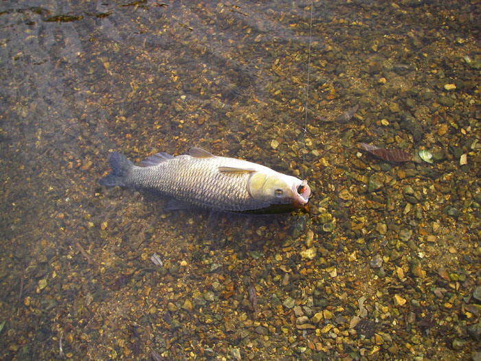 it's had enough and is ready to be unhooked.