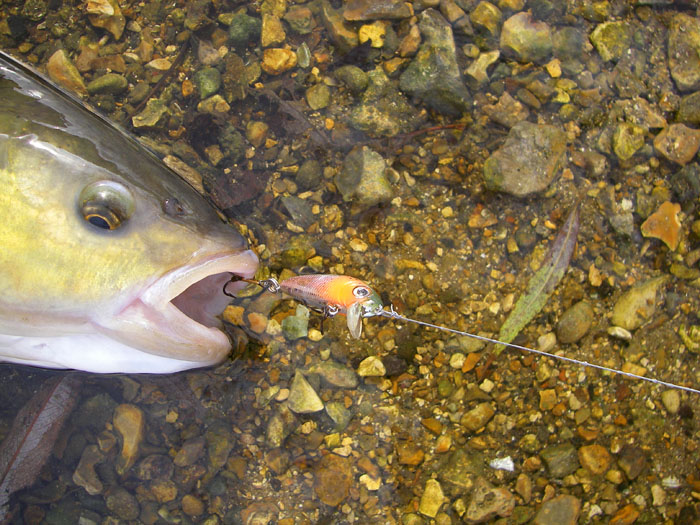 These little lures are excellent for chub of all sizes.