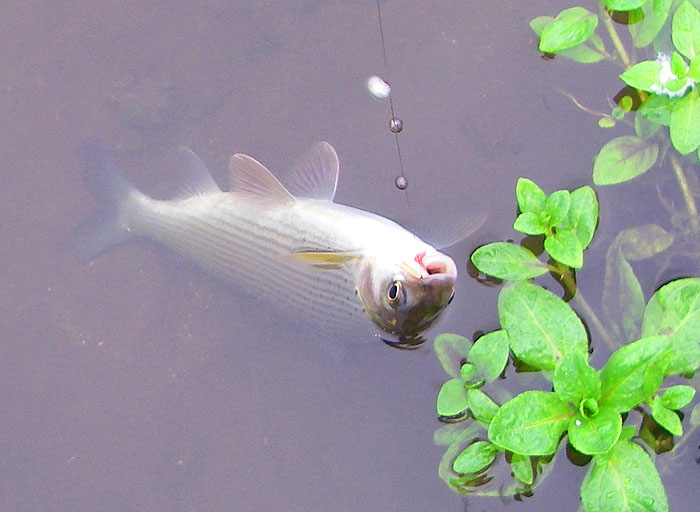 I love these fish and they always 'pull a bit' even when they are not monsters. I guess that the big dorsal fin gives them lots of resistance.