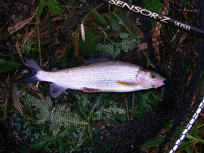 Note the old spinning rod. It was never much good for spinning but it's fine for a spot of float fishing.
