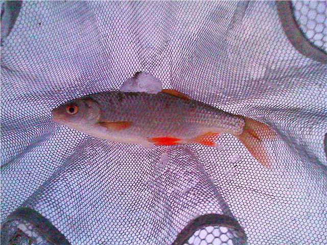One of several roach that were caught in icy cold conditions.