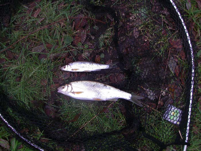 The smaller dace was unusual, most of my catch consisted of 100-250g fish.