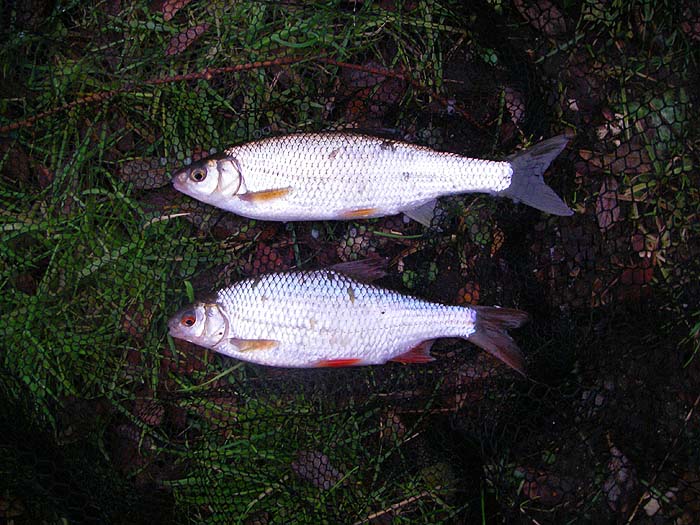 This was the only roach I caught.