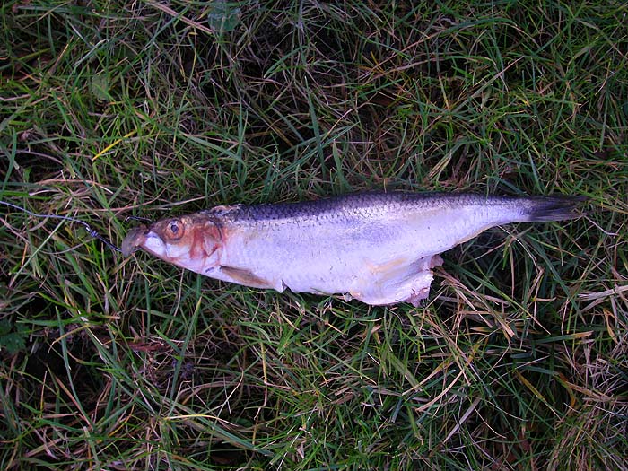 Hooked through both jaws herrings are reasonably durable baits.